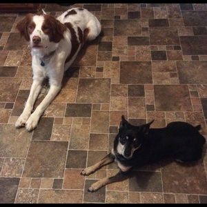 Meet your Posher, Bailey